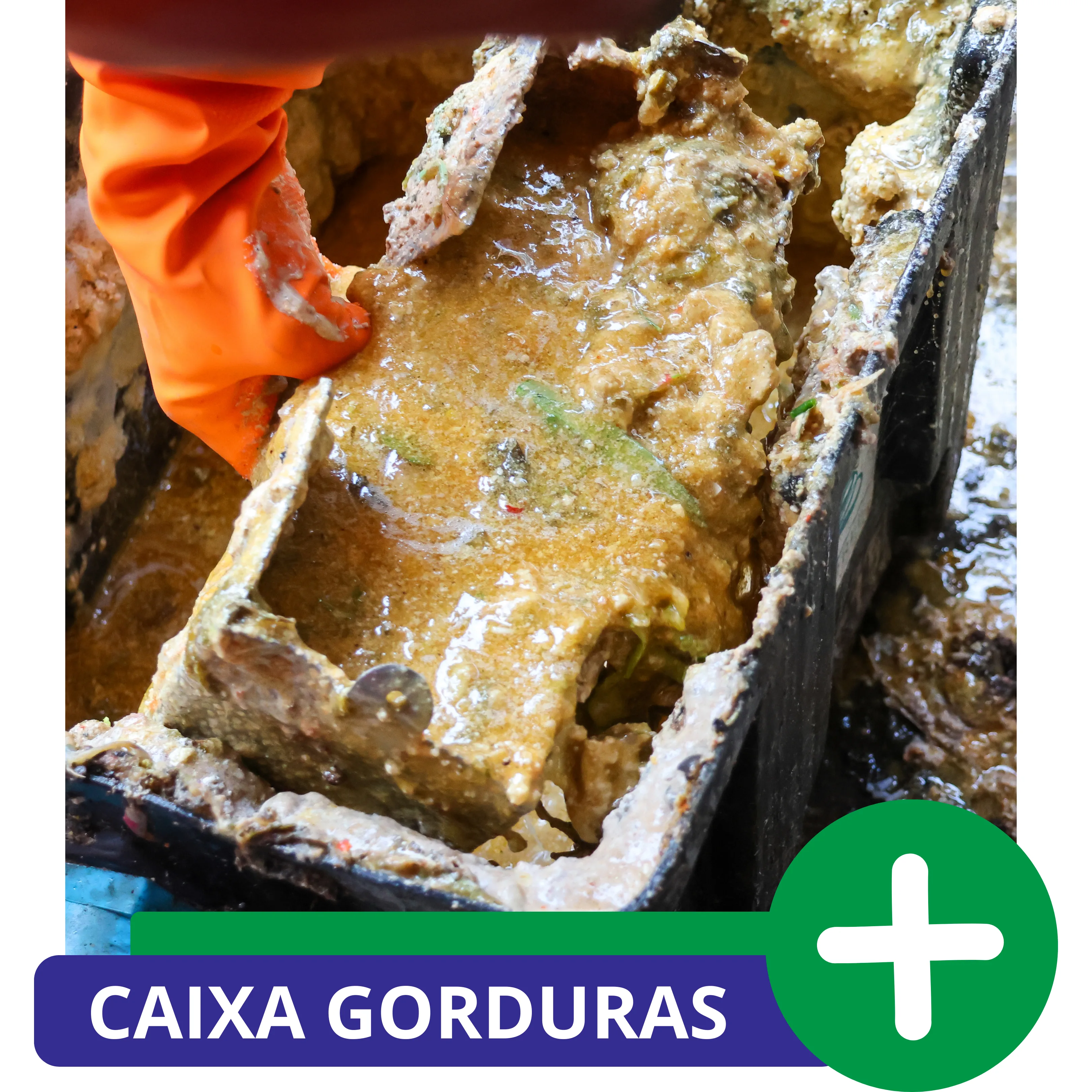 doutor pragas caixa de gorduras