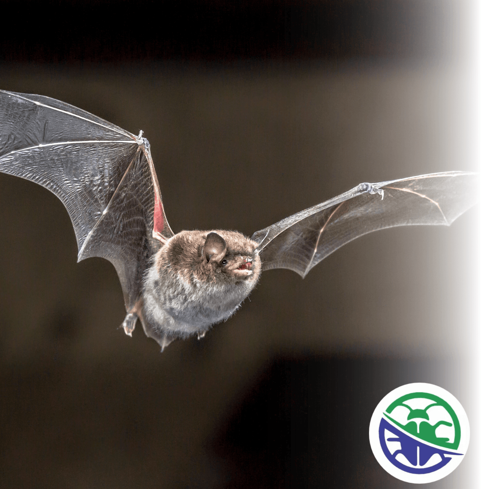 dedetização de morcegos dedetização de morcegos